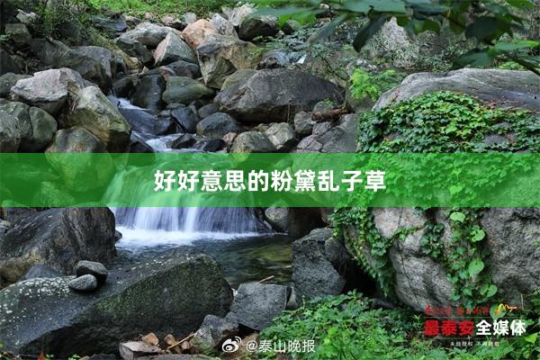 好好意思的粉黛乱子草