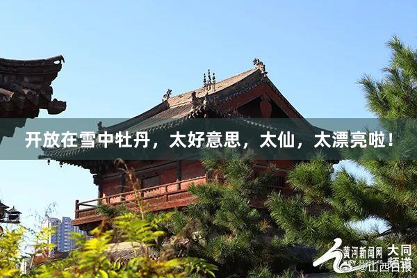 开放在雪中牡丹，太好意思，太仙，太漂亮啦！